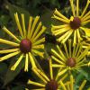 Rudbeckia Subtomentosa Henry Eilers